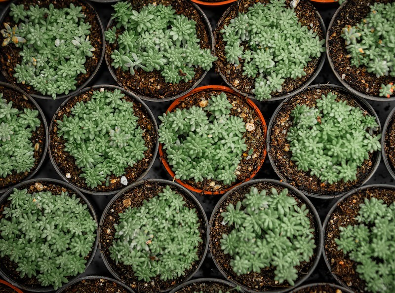 several-pots-of-sedum.jpg