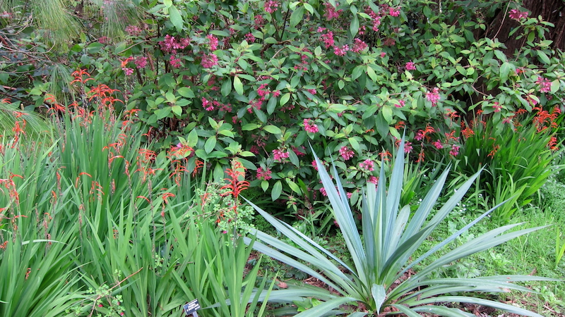 sf-botanical-garden-with-chasmanthe-bicolor-fuchsia-arborescens-and-furcraea-sp.jpg