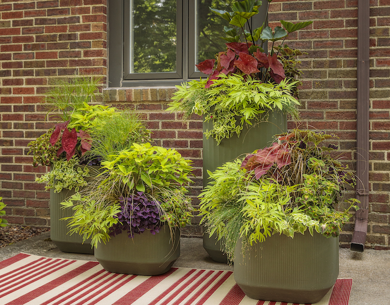 shade-planters-with-sun-caladium-elephant-s-ear-egyptian-papyrus-sweet-potato-vine-pineapple-sage-toffee-twist-sedge-coleus-sedum-and-fiber-optic-grass.jpg