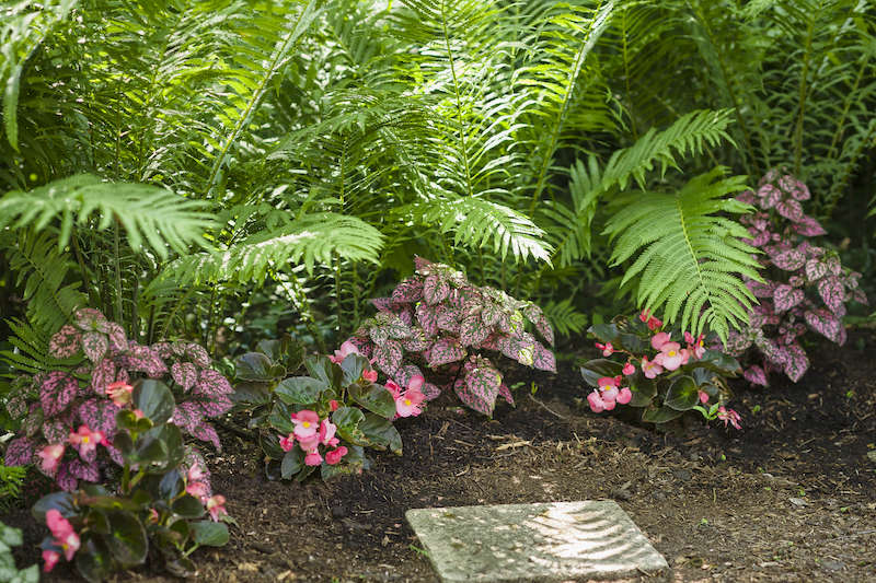 shade-planting-with-polka-dot-plant-and-begonia.jpg