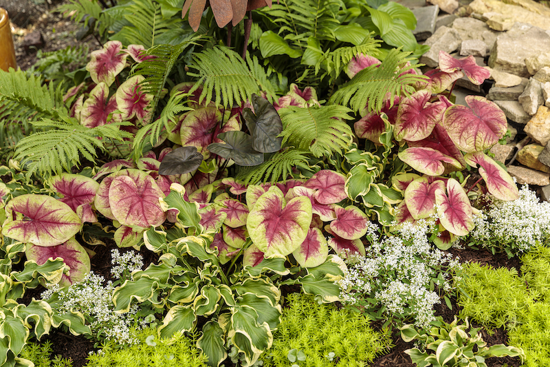 shade-planting-with-shade-caladium-wormwood-elephant-s-ear-dichondra-euphorbia-sedum-hosta.jpg