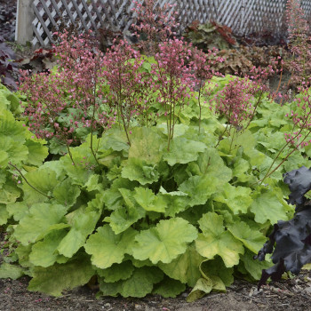 Coral bells growing in shade