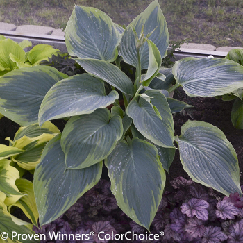 Variegated hosta plant growing in shade