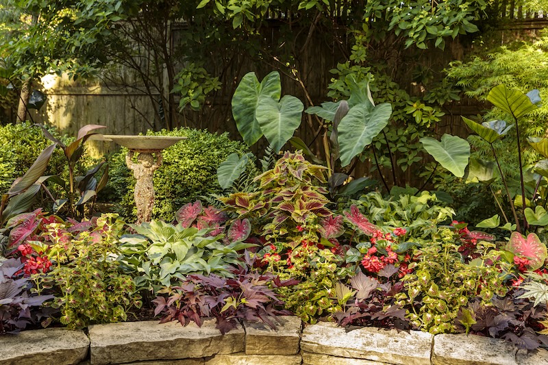 shady_patio_garden_featuring sweet caroline bewitched after midnight sweet potato vine, shade caladium, elephant's ear, begonia, and coleus.jpg