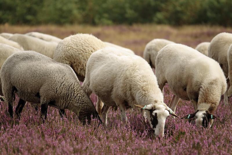 sheep-grazing-in-heather-field.jpg