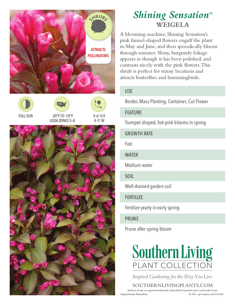 shining-sensation-weigela-plant-information.jpg