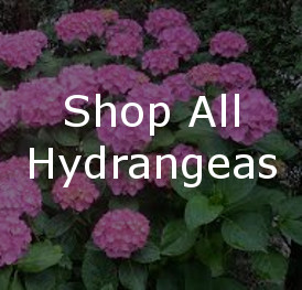 All About Hydrangeas Plant Addicts