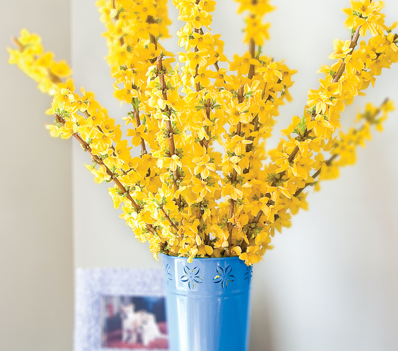 show-off-forsythia-branches-in-blue-vase.jpg