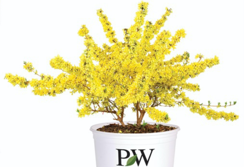 show-off-forsythia-in-nursery-pot.jpg