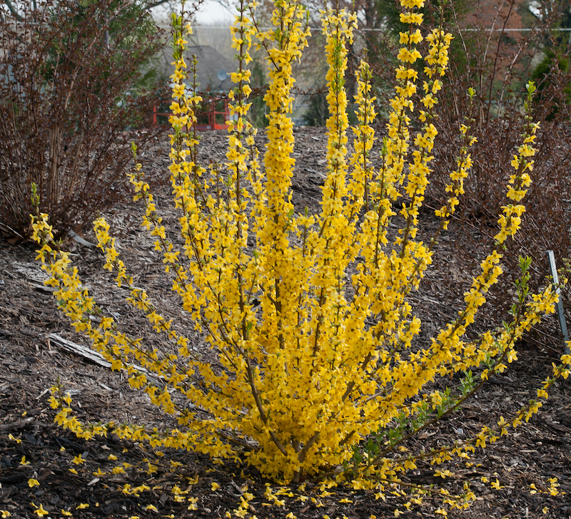 show-off-starlet-forsythia-in-bloom.jpg