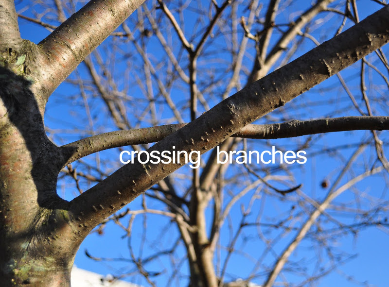 shrub-branches-that-are-growing-across-each-other.jpg