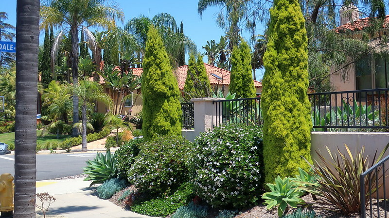 sidewalk-planting-of-cupressus-sempervirens-swane-s-golden-carissa-macrocarpa-trachelospermum-jasminoides-pruned-as-shrubs-phormium-sp-agave-attenuata-and-senecio-mandraliscae.jpg