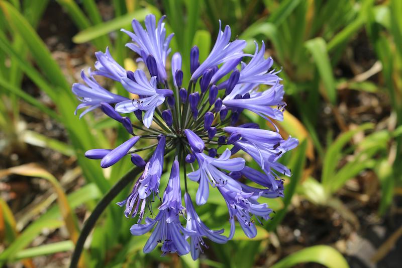 single-agapanthus-stem.jpg