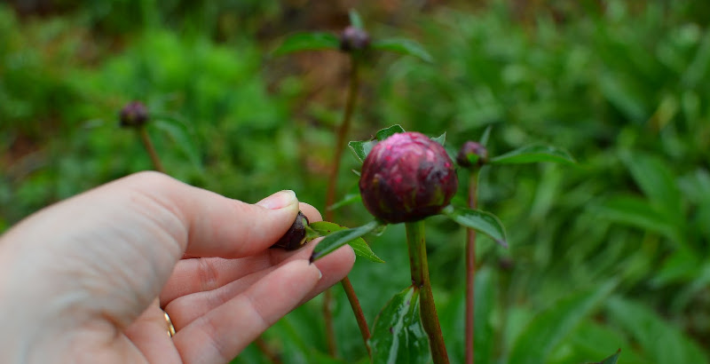 small-and-large-flower-buds.jpg