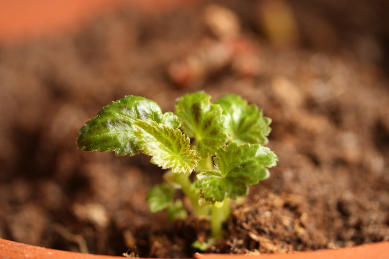 small-begonia-cutting-growing-in-the-dirt.jpg