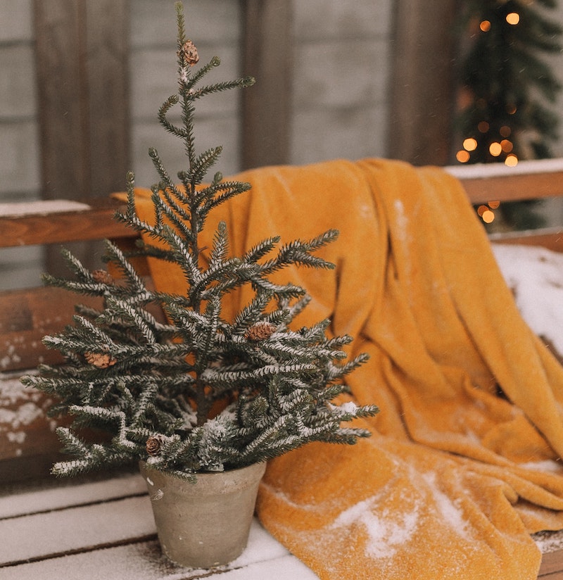 small-conifer-tree-dusted-with-snow.jpg