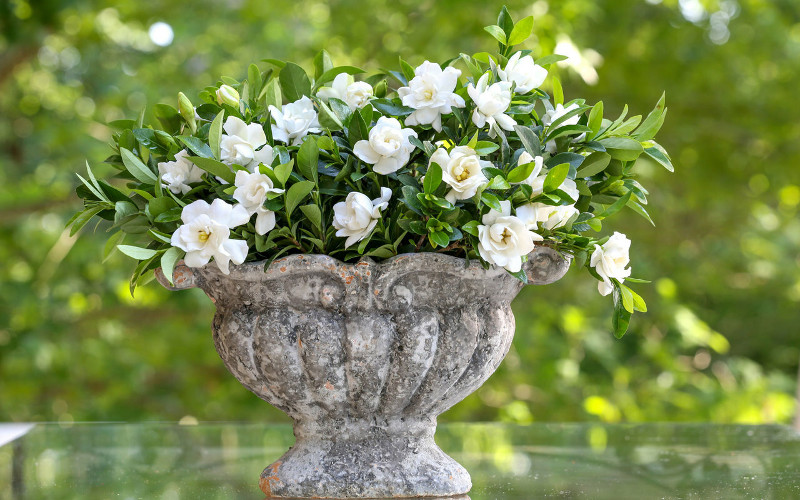 small-gardenia-growing-in-tabletop-planter.jpg