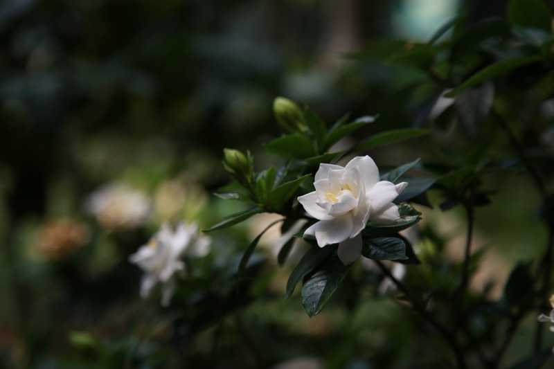 small-gardenia-shrub-with-flower-buds.jpg