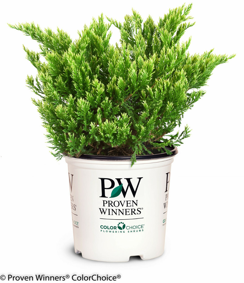 small-juniper-in-plant-pot.jpg