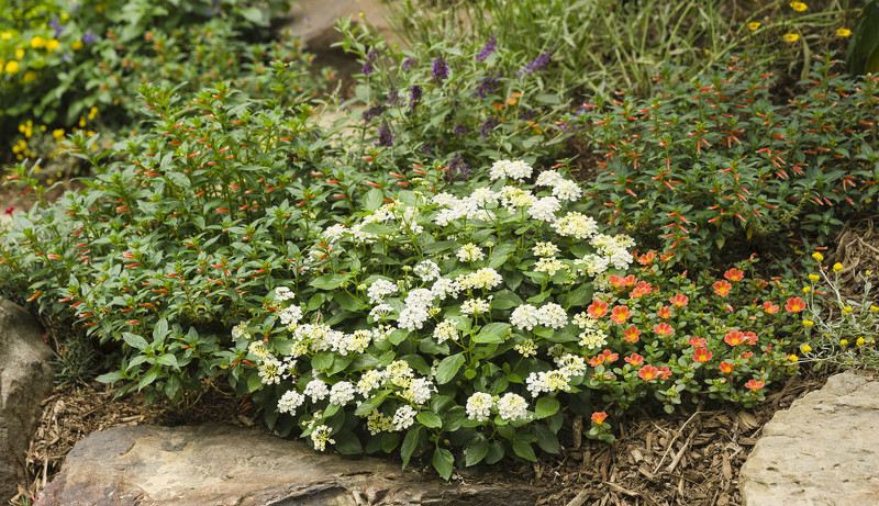 small-lantana-plant-growing-in-the-garden.jpg