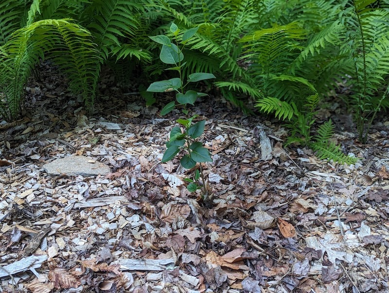 small-lilac-with-no-blooms.jpg