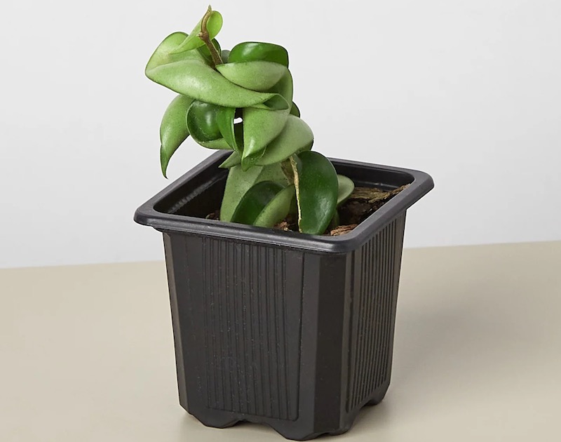 small-nursery-pot-with-hoya-rope-plant-.jpeg