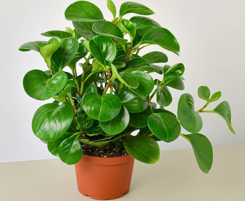 small-orange-pot-of-thailand-peperomia.jpg