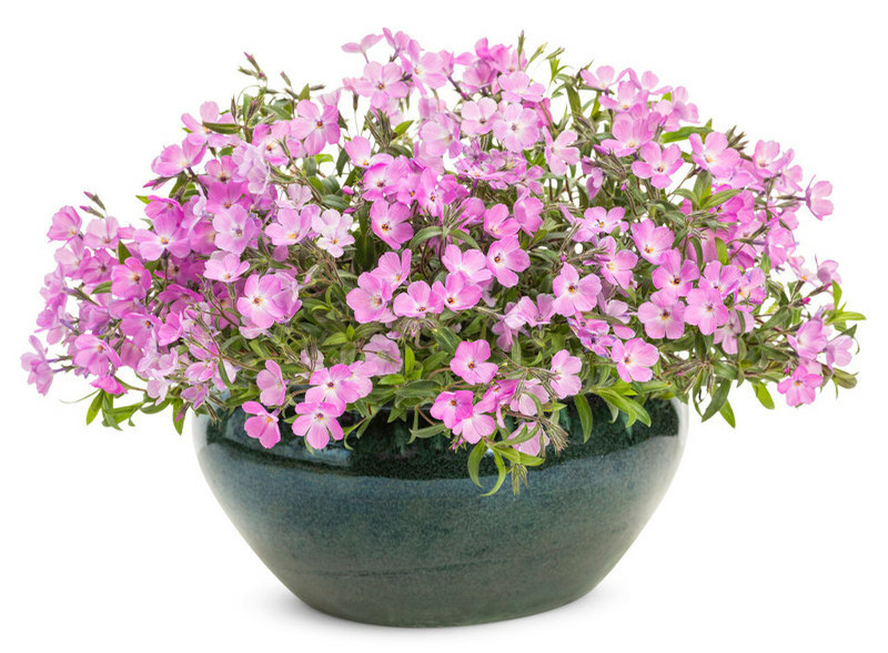 Image of Phlox plant in pot