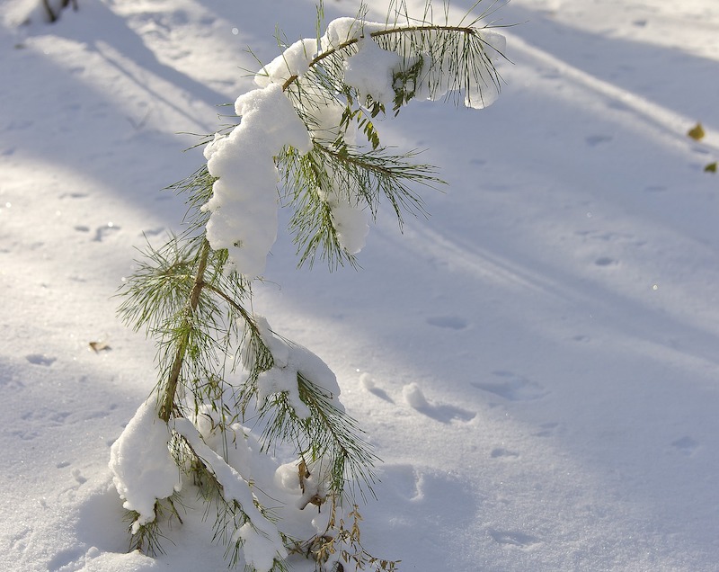 coniferous trees in winter