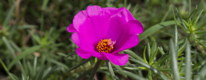 small-portulaca-flower.jpg