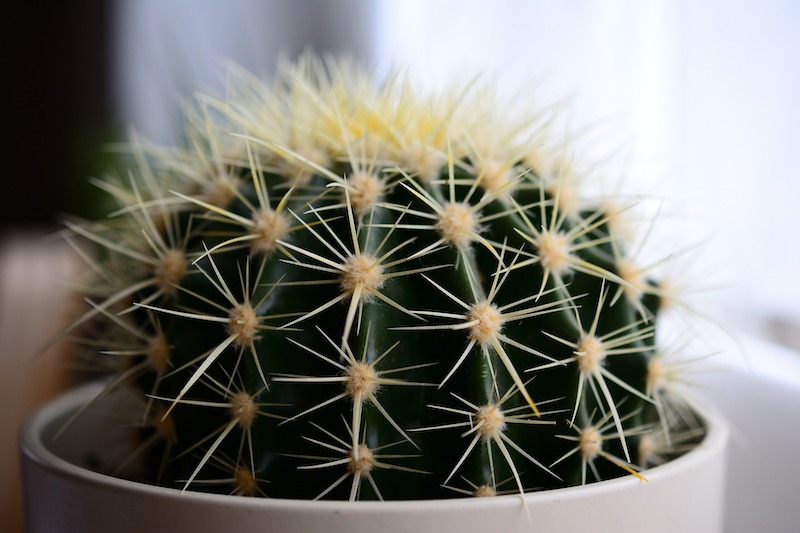 small-potted-cactus-in-the-windowsill.jpg