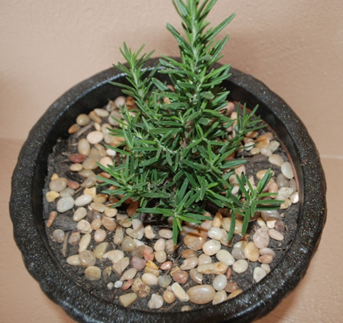 small-rosemary-plant-in-planter.jpg