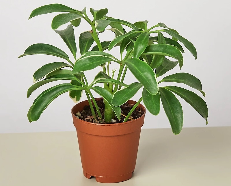 small-schefflera-arboricola-in-nursery-pot.jpg