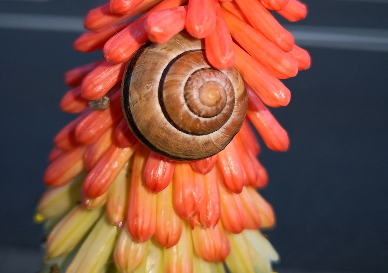 snail-on-red-hot-poker-flower.jpg