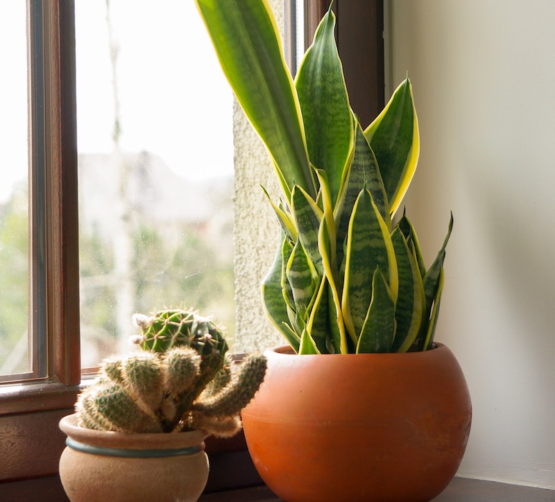 Pots For Snake Plants: A Sanseveria Pot Shopping Guide