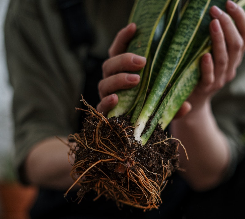 Removing snake plant rootball from nursery pot