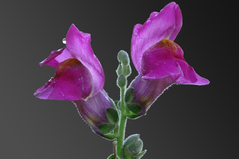 snapdragon-flower-with-dew.jpg