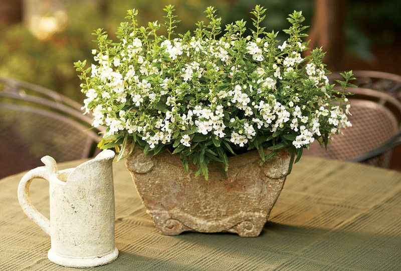 snapdragon-plants-flowering-in-patio-planter.jpg