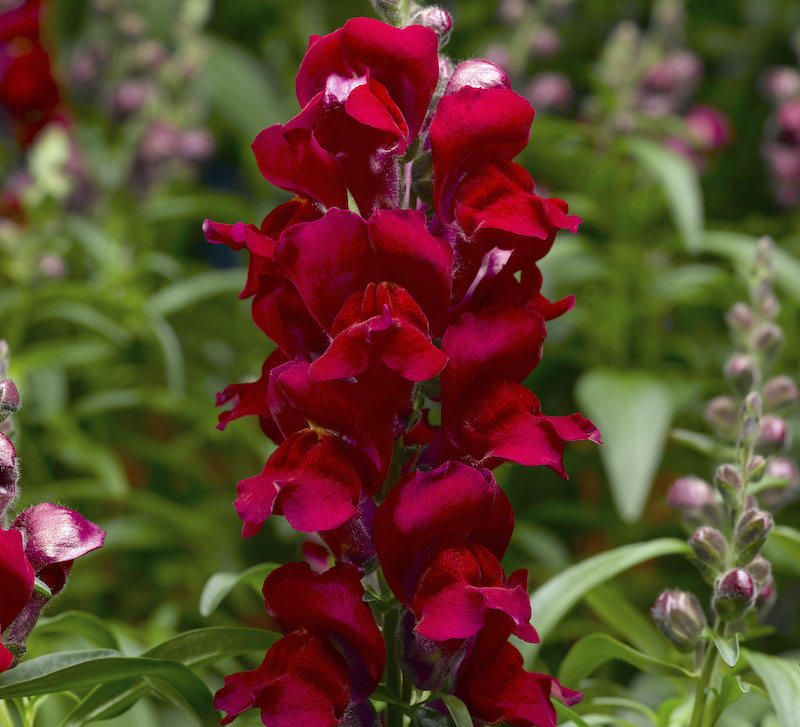 snapdragon-red.jpg