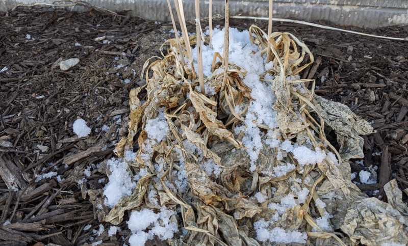 snow-covered-hosta-in-the-winter.jpg