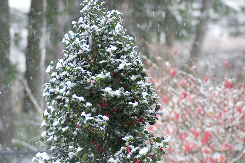 snow-covering-castle-spire-blue-holly.jpg