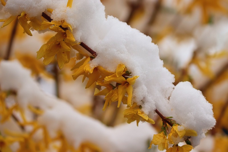 snow-covering-fading-forsythia-flowers.jpg