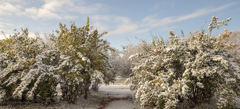 snow-covering-large-barberry-shrubs.jpg