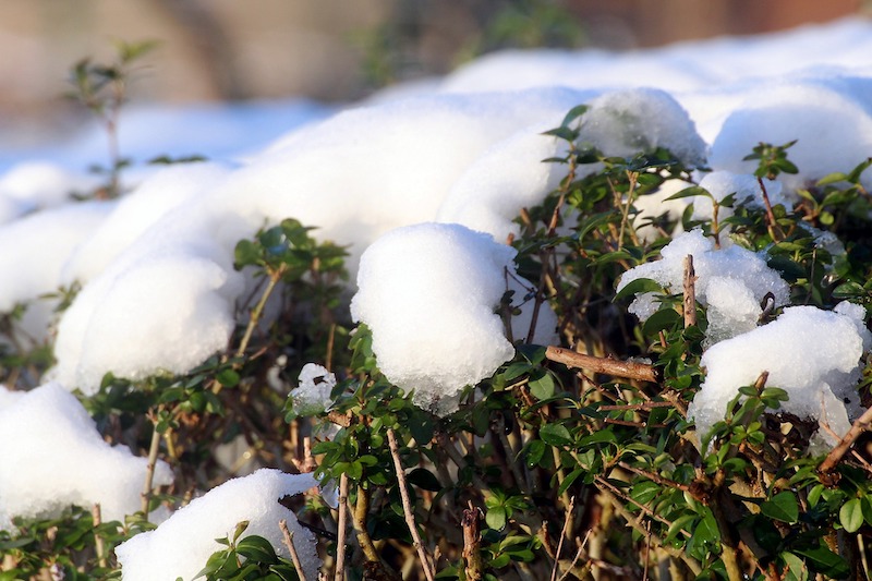 snow-covering-privet-shrub.jpg