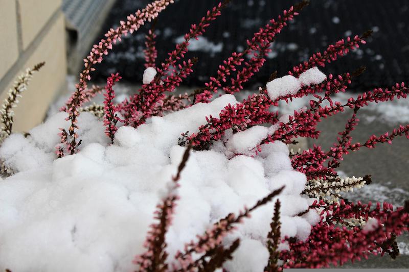 snow-covering-winter-blooming-heather.jpg