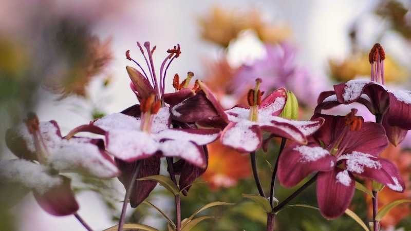 snow-dusting-lily-blooms.jpg