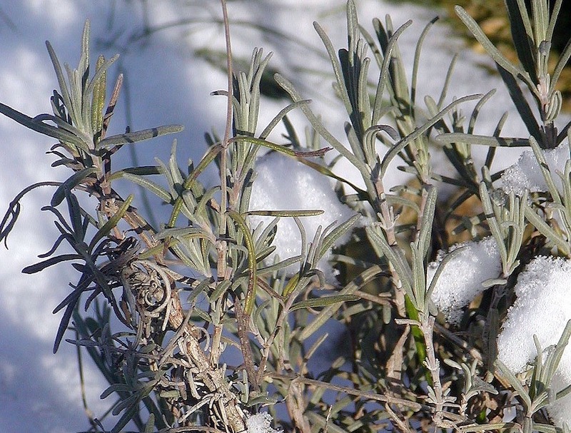 snow-on-blanket-flower-plant.jpg