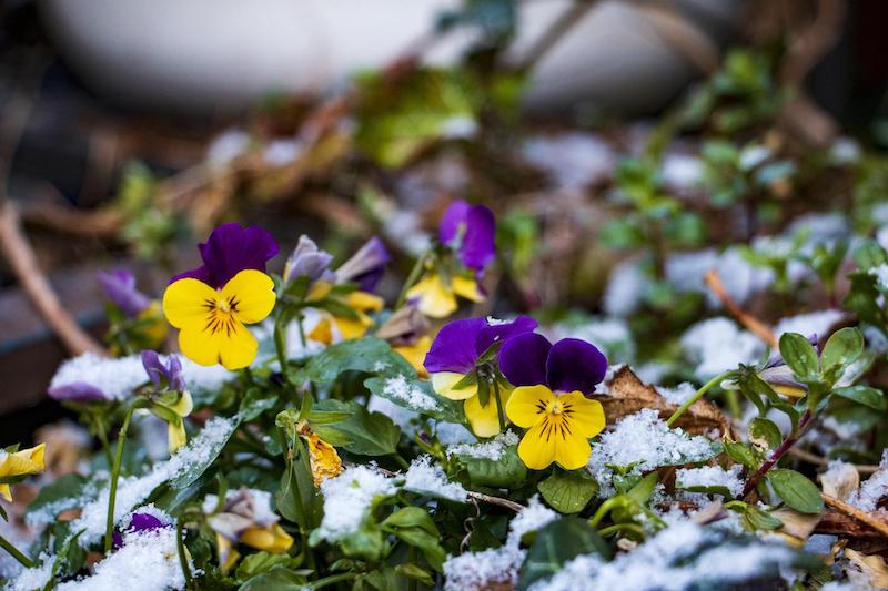 snow-on-pansy-plants.jpg