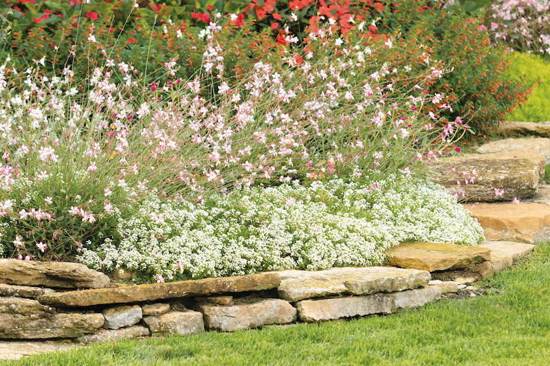 snow-princess-sweet-alyssum-planted-with-pink-gaura-firecracker-plant-impatiens-and-globe-amaranthus.jpg