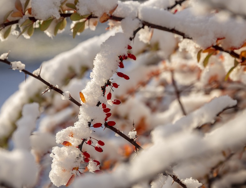 snow-sticking-to-barberry-branch.jpg